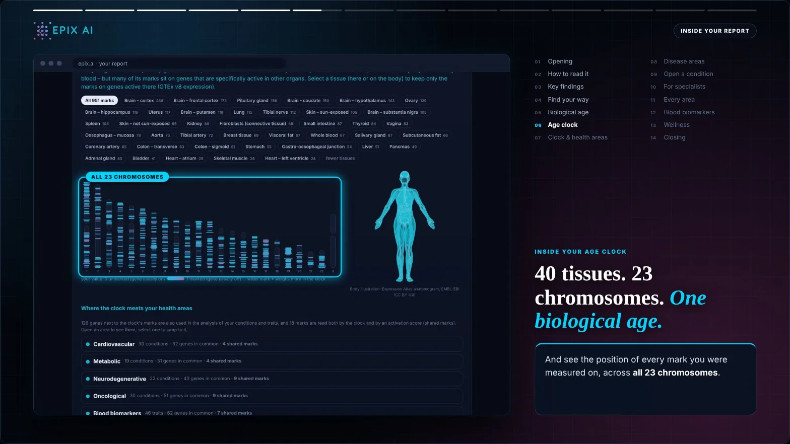 Walkthrough of the Epix AI report: the age clock across all 23 chromosomes